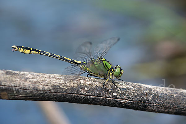 Grüne Keiljungfer (Ophiogomphus cecilia)