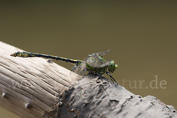 Grüne Keiljungfer (Ophiogomphus cecilia)