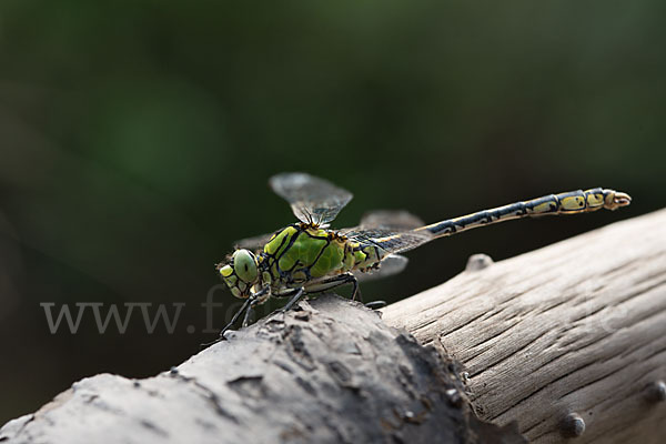 Grüne Keiljungfer (Ophiogomphus cecilia)