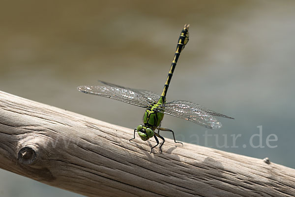 Grüne Keiljungfer (Ophiogomphus cecilia)