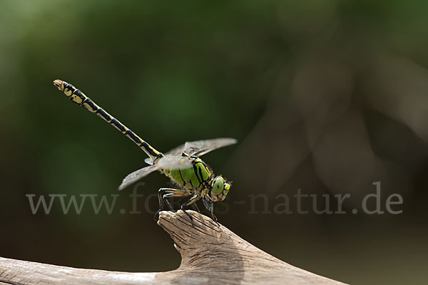 Grüne Keiljungfer (Ophiogomphus cecilia)