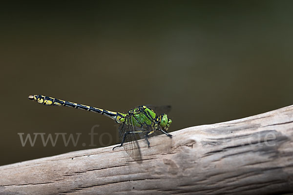 Grüne Keiljungfer (Ophiogomphus cecilia)