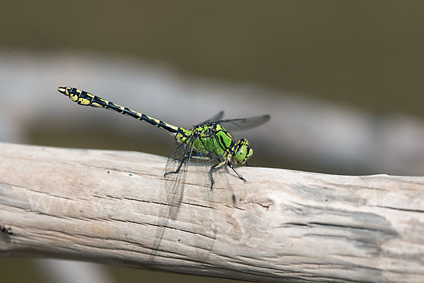 Grüne Keiljungfer (Ophiogomphus cecilia)