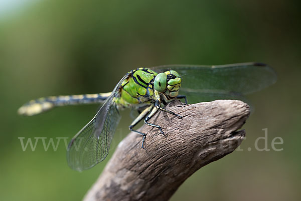 Grüne Keiljungfer (Ophiogomphus cecilia)