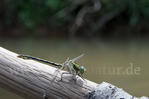 Grüne Keiljungfer (Ophiogomphus cecilia)