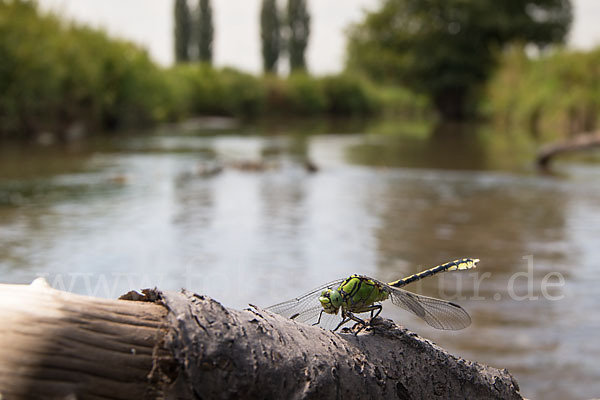 Grüne Keiljungfer (Ophiogomphus cecilia)