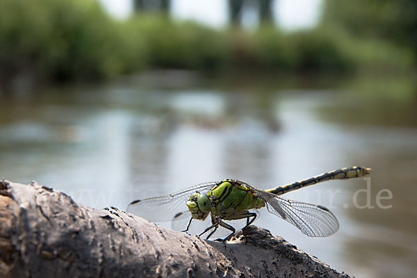 Grüne Keiljungfer (Ophiogomphus cecilia)