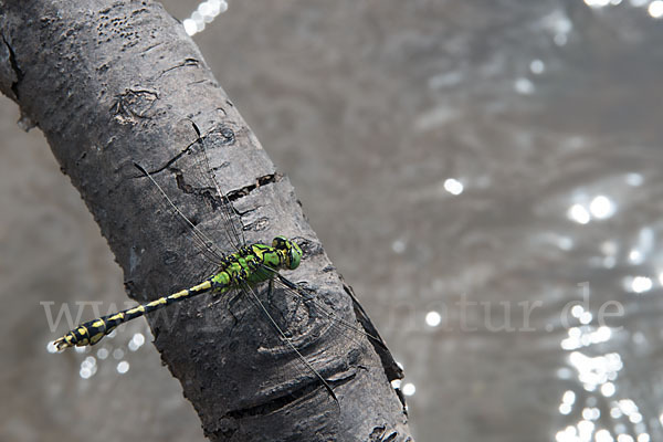 Grüne Keiljungfer (Ophiogomphus cecilia)