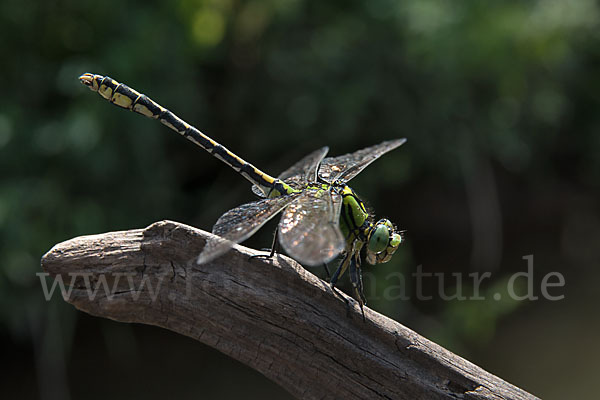 Grüne Keiljungfer (Ophiogomphus cecilia)