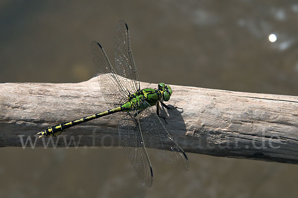 Grüne Keiljungfer (Ophiogomphus cecilia)