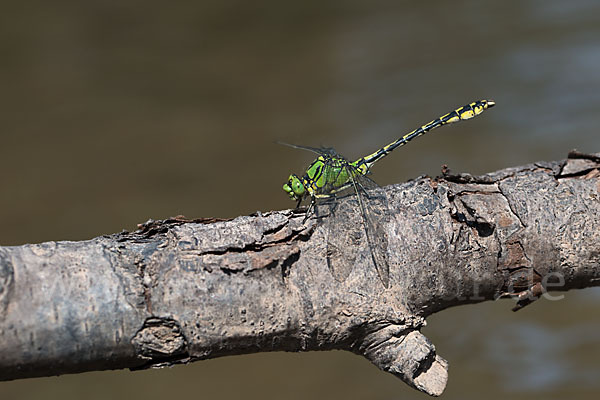 Grüne Keiljungfer (Ophiogomphus cecilia)