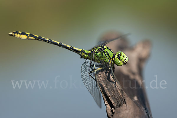 Grüne Keiljungfer (Ophiogomphus cecilia)