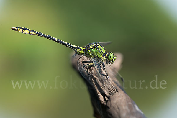 Grüne Keiljungfer (Ophiogomphus cecilia)