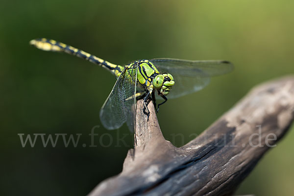 Grüne Keiljungfer (Ophiogomphus cecilia)