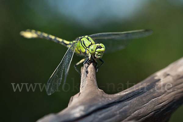 Grüne Keiljungfer (Ophiogomphus cecilia)