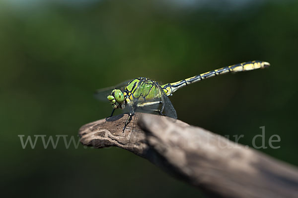 Grüne Keiljungfer (Ophiogomphus cecilia)