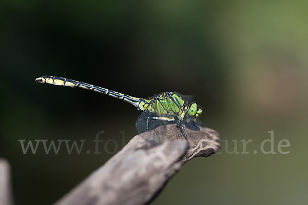 Grüne Keiljungfer (Ophiogomphus cecilia)