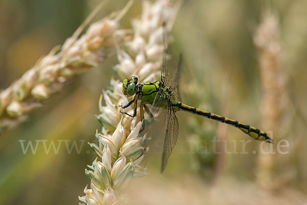 Grüne Keiljungfer (Ophiogomphus cecilia)