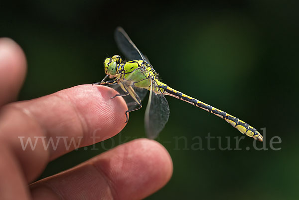 Grüne Keiljungfer (Ophiogomphus cecilia)