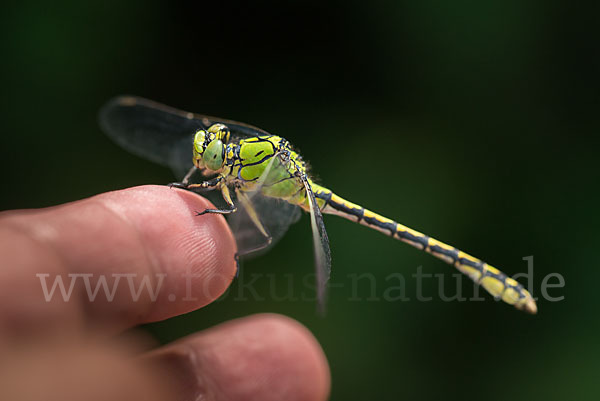 Grüne Keiljungfer (Ophiogomphus cecilia)