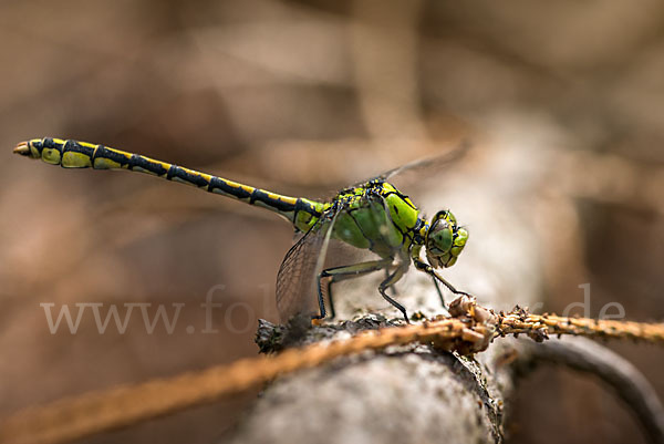 Grüne Keiljungfer (Ophiogomphus cecilia)