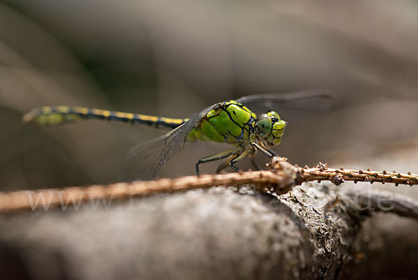 Grüne Keiljungfer (Ophiogomphus cecilia)