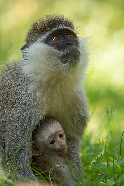 Grüne Meerkatze (Chlorocebus aethiops)