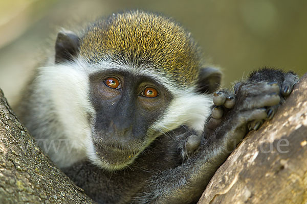 Grüne Meerkatze (Chlorocebus aethiops)