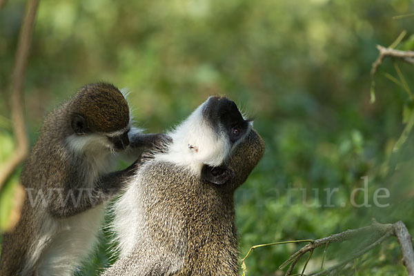 Grüne Meerkatze (Chlorocebus aethiops)