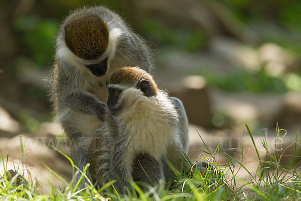 Grüne Meerkatze (Chlorocebus aethiops)