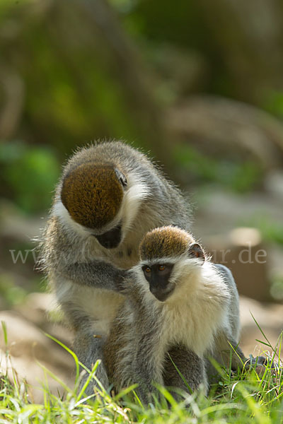 Grüne Meerkatze (Chlorocebus aethiops)