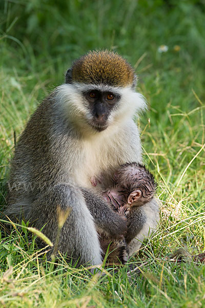 Grüne Meerkatze (Chlorocebus aethiops)