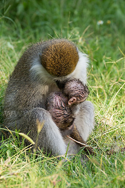 Grüne Meerkatze (Chlorocebus aethiops)