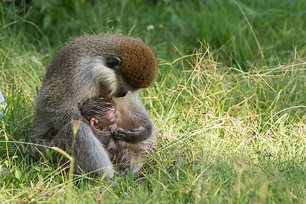 Grüne Meerkatze (Chlorocebus aethiops)