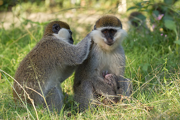 Grüne Meerkatze (Chlorocebus aethiops)