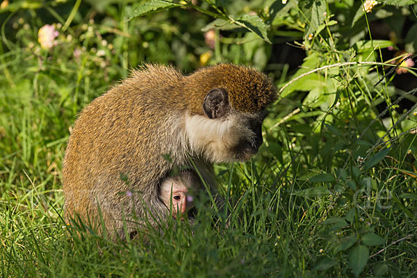 Grüne Meerkatze (Chlorocebus aethiops)