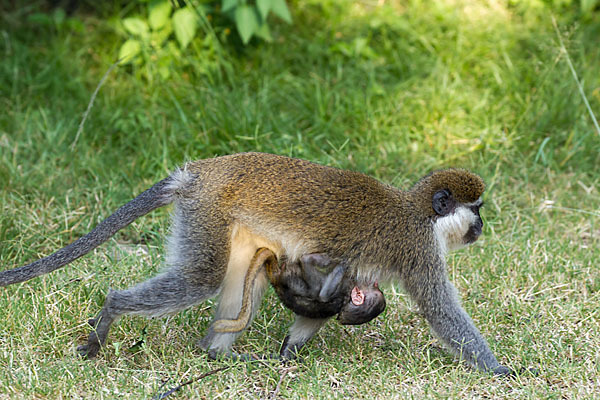 Grüne Meerkatze (Chlorocebus aethiops)