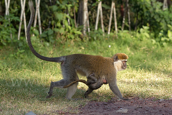 Grüne Meerkatze (Chlorocebus aethiops)