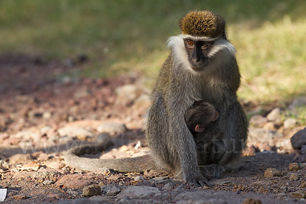 Grüne Meerkatze (Chlorocebus aethiops)