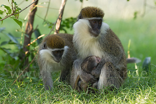 Grüne Meerkatze (Chlorocebus aethiops)