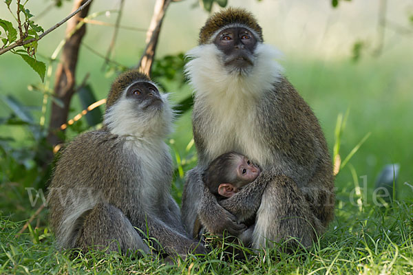 Grüne Meerkatze (Chlorocebus aethiops)