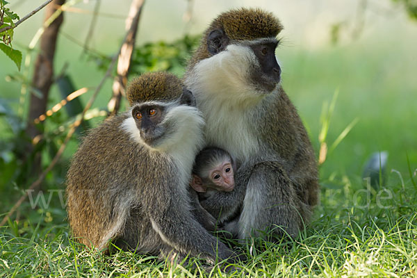 Grüne Meerkatze (Chlorocebus aethiops)