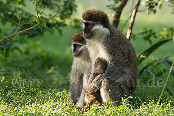 Grüne Meerkatze (Chlorocebus aethiops)