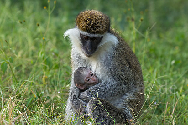 Grüne Meerkatze (Chlorocebus aethiops)