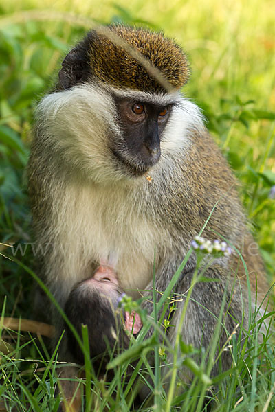 Grüne Meerkatze (Chlorocebus aethiops)