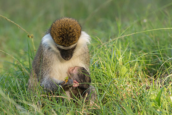 Grüne Meerkatze (Chlorocebus aethiops)