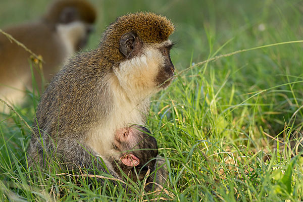 Grüne Meerkatze (Chlorocebus aethiops)