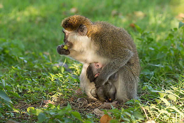 Grüne Meerkatze (Chlorocebus aethiops)