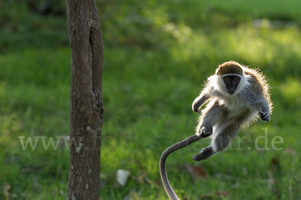 Grüne Meerkatze (Chlorocebus aethiops)