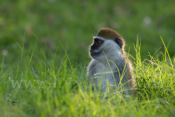 Grüne Meerkatze (Chlorocebus aethiops)